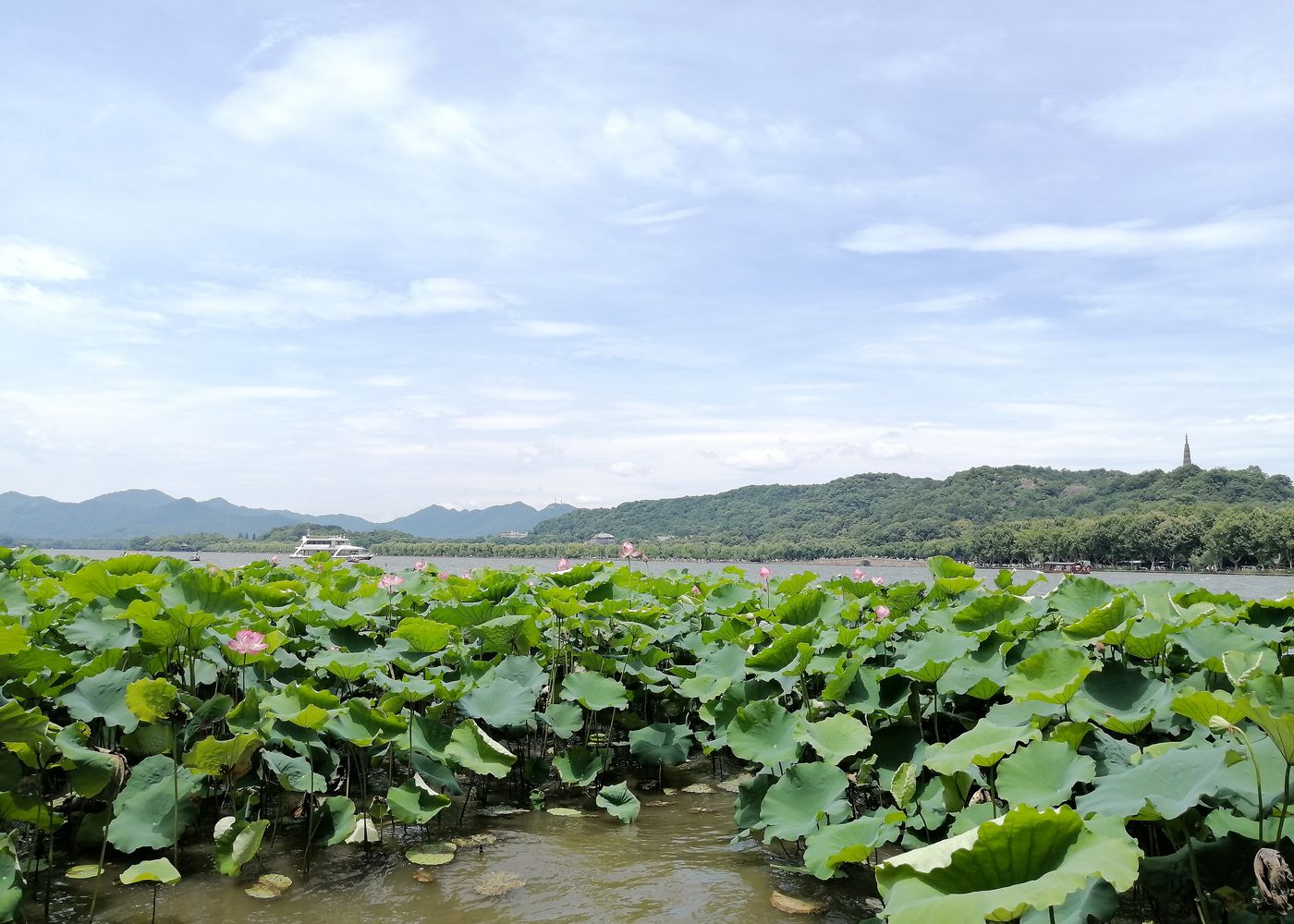 Lago Oeste de Hangzhou, com plantação de lótus em primeiro plano e as colinas ao fundo